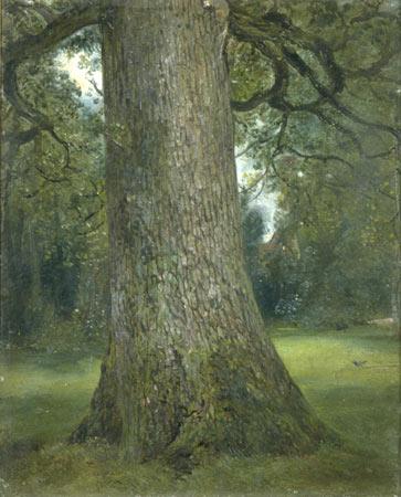 Constable's Elm