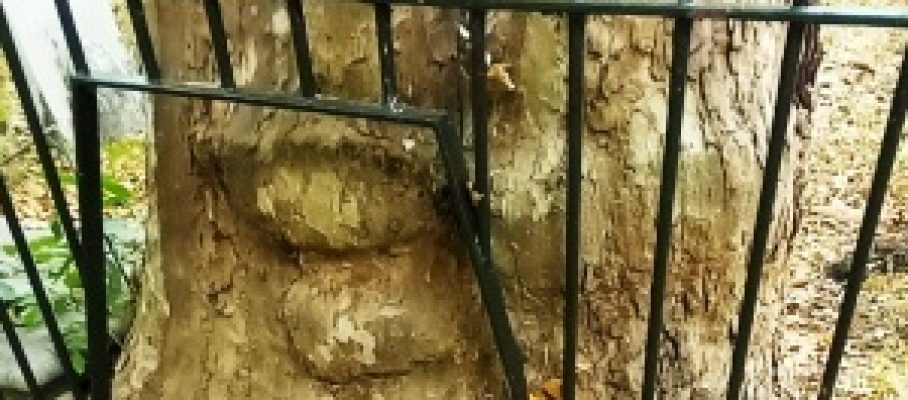 LONDON TREE & FENCE 1