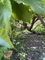 Mulberry tree