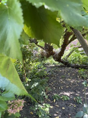 Mulberry tree