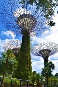 Artificial trees being vegetalized in Singapore