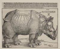 Albrecht Durer A rhinoceros-cropped-1500px.jpg