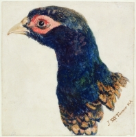 JMW Turner Cock Pheasant-1000px.jpg