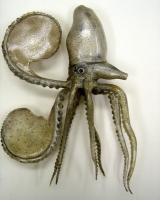 Rudolph and Leopold Blaschka Argonauta Argo-cropped-1000px.jpg