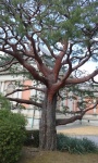 A tree in the garden of the National Museum .