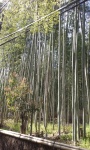 Bamboo forest (1).