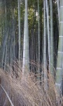 Bamboo forest (2).