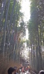 Bamboo forest (3).