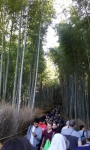 Bamboo forest (4).
