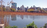 Pond, Ueno park.