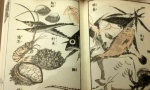 Hokusai Manga_Fish.