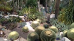 cactus plants.
