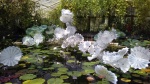 Ethereal White Persian Pond.