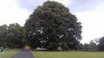 oak tree.