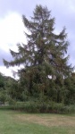 pine tree.