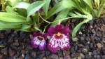 purple orchid.