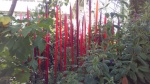 Red_Reeds.