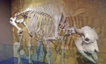 skeleton of a bison.jpg