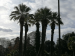 Villa Torlonia, palm trees.jpg