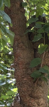 Mulberry tree close up.